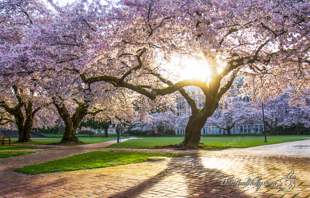 POTW: University of Washington Cherry Blossoms